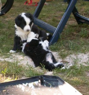 Ben und Bounty spielen im Sandloch