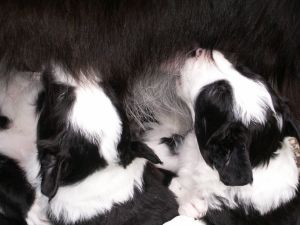 Nachtisch von Ben und Bounty mit heute großen Ohren
