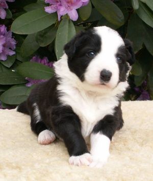 Ben Bravery ist 3 Wochen alt