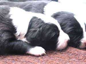 Ben ist 2 Wochen alt