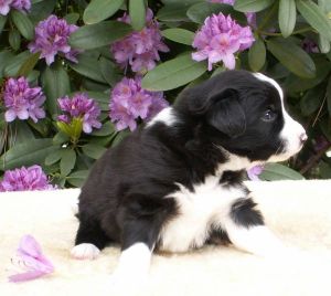 Bijou ist 3 Wochen alt