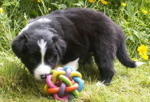 Bijou ist 4 Wochen alt