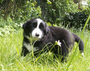 Bijou ist 4 Wochen alt