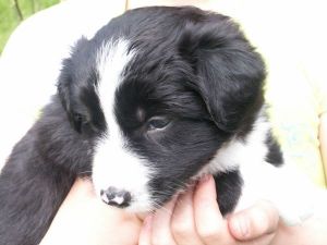 Bijou ist 4 Wochen alt