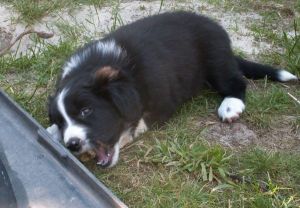 Bijou mit Tannenzapfen