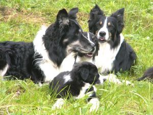 Bijou mit Papa Dusty, und ihren Halbbrdern Joschi und Merlin