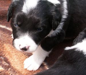 Bingo ist 3 Wochen alt