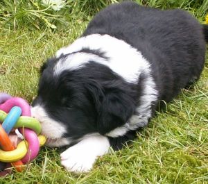 Bingo ist 4 Wochen alt