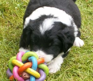 Bingo ist 4 Wochen alt