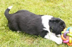 Bingo ist 4 Wochen alt