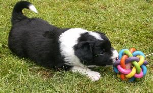 Bingo ist 4 Wochen alt