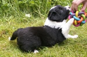 Bingo ist 4 Wochen alt