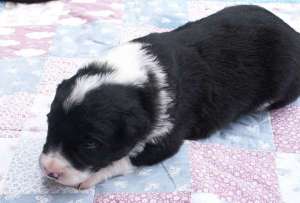 Bingo ist 2 Wochen alt