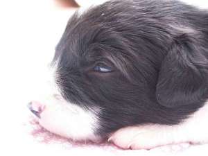 Bingo ist 2 Wochen alt