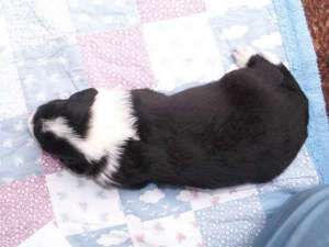 Bingo ist 2 Wochen alt