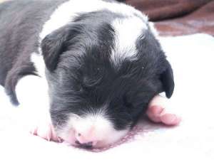 Bingo ist 2 Wochen alt