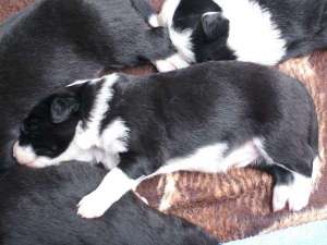 Bingo ist 2 Wochen alt