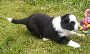 Bonita ist 4 Wochen alt