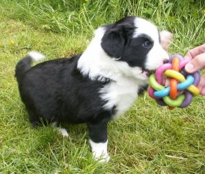 Bonita ist 4 Wochen alt