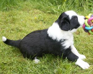 Bonita ist 4 Wochen alt