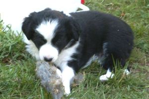 Spiel mit Schafswolle