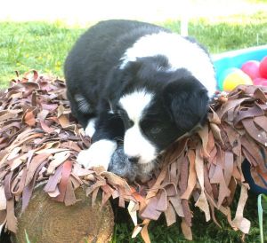 Spiel mit Schafswolle