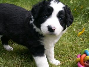 Bounty ist 4 Wochen alt