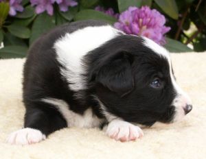 Buddy Booster ist 3 Wochen alt