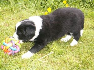 Buddy Booster ist 4 Wochen alt