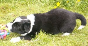 Buddy Booster ist 4 Wochen alt