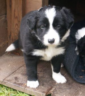 Buddy Booster ist 4 Wochen alt