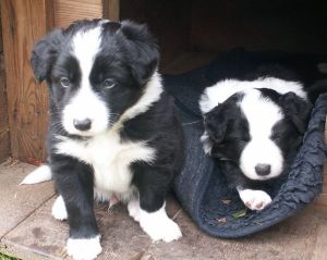 Buddy Booster ist 4 Wochen alt (mit Bruder Ben Bravery)