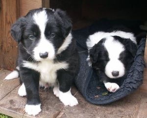 Buddy sitzt und Ben schläft