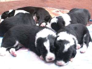 Buddy und Bingo vorne