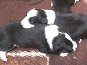 Buddy vorne, Bonita obenauf