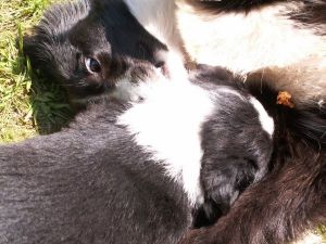 Dala spielt mit ihren Geschwistern