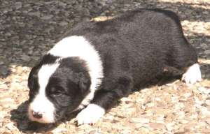 Buddy ist 2 Wochen alt und erobert die Umwelt