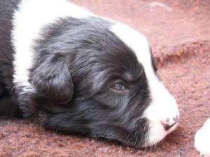 Buddy ist 2 Wochen alt