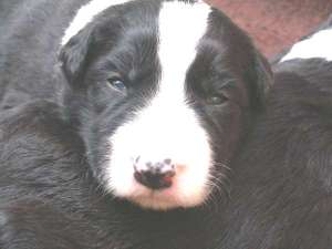 Buddy ist 2 Wochen alt