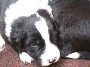 Buddy ist 2 Wochen alt