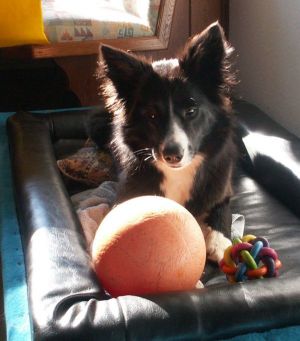 und Dala sammelt Spielzeuge