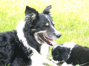 Bingo mit Papa Dusty