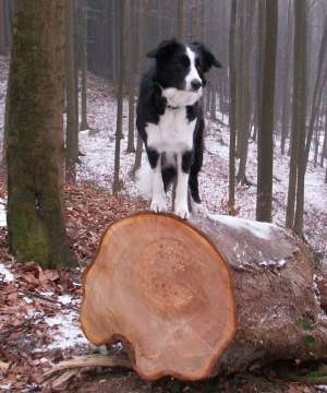 Moni beim Waldspaziergang