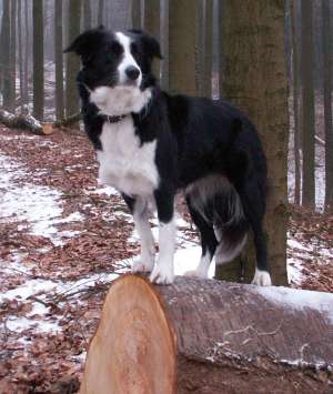 Moni beim Waldspaziergang