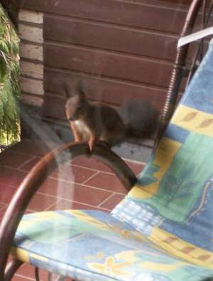 Weiterer Mitbewohner von Garten und Balkon