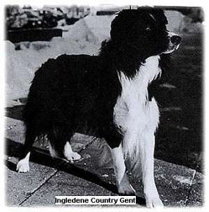 IngledeneCountryGent.jpg