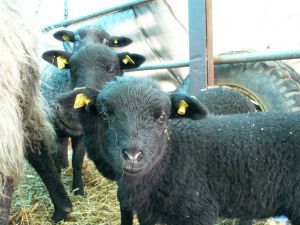 Lmmer sind geohrmarkt