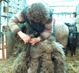 Schafe: Klauenpflege
