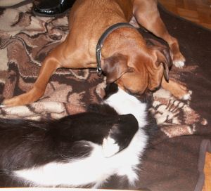 Spielen mit Boxer Merle