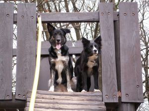 Dala und Tessy klettern